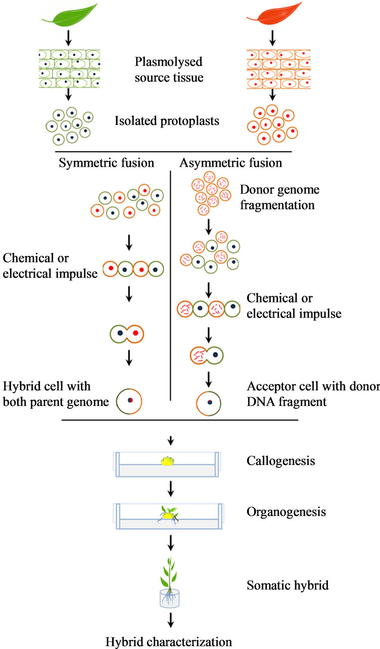 Asymmetric Somatic Plant Hybridization Status and Applications