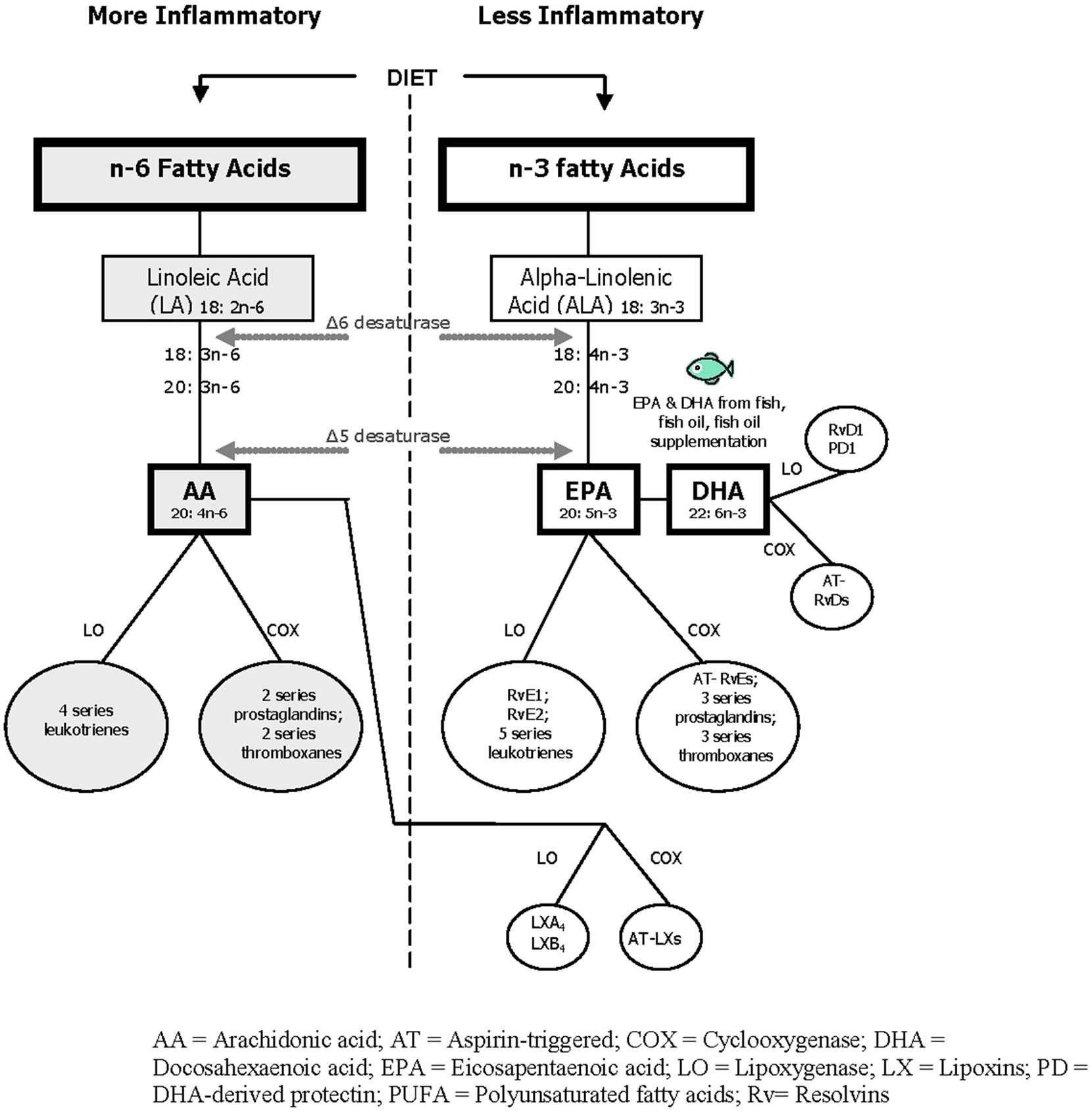 Beneficial n3 polyunsaturated fatty acid levels and n6n3 ratios after