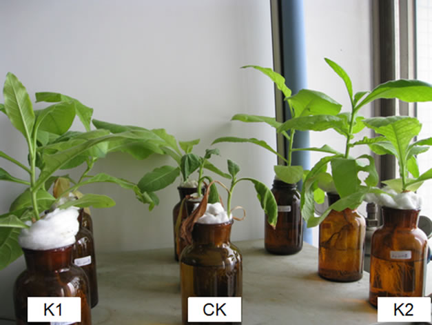 k2 on tobacco Effect of K1, K2 Anti-Bacterial Agents on Tobacco Ralstonia Solanacearum