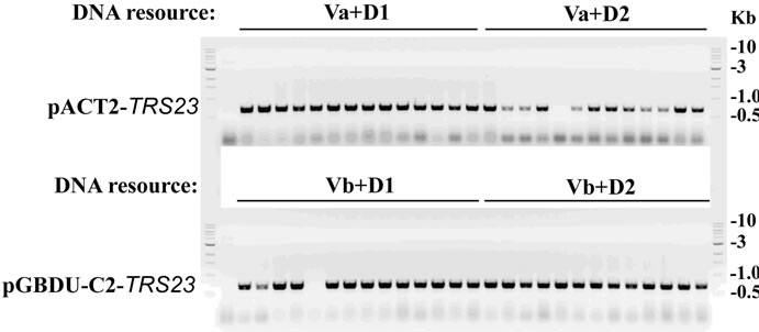 Improved methods for cloning and detection in the yeast two hybrid assay