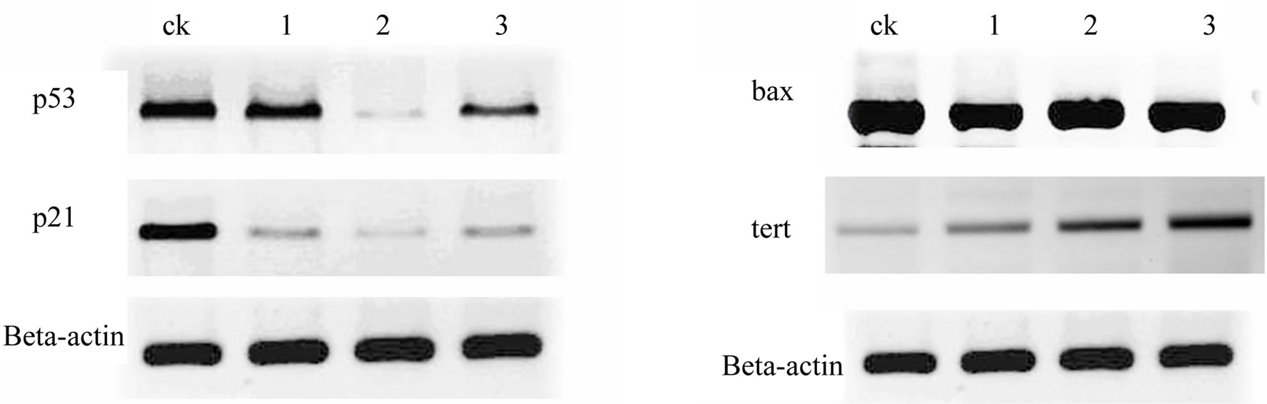The effects of astragalus polysaccharide on zebrafish cell apoptosis ...