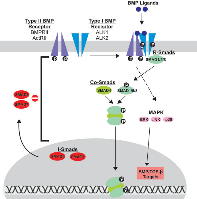 BMP signaling in mesenchymal stem cell differentiation and bone formation