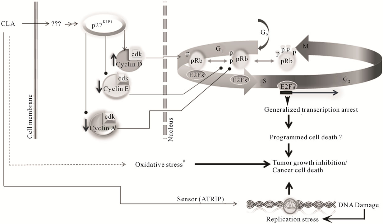 Dietary Conjugated Linoleic Acids Arrest Cell Cycle Progression and