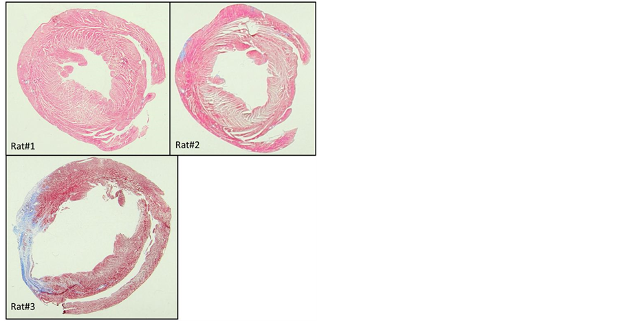 Rat heart locket Clearance